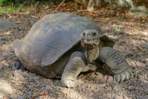 Tortue géante des Galápagos Caracatéristiques Photos