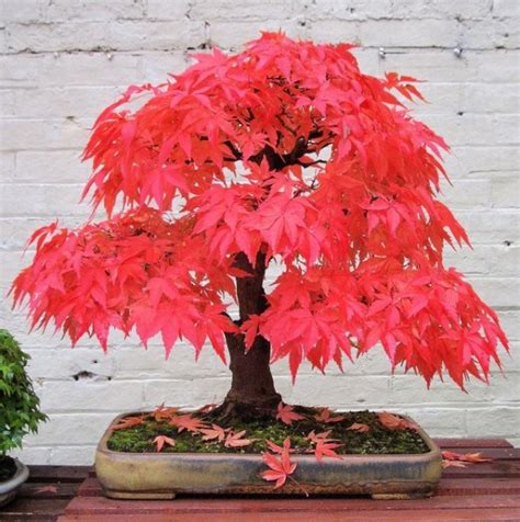 Japanese Red Maple Bonsai » Petagadget