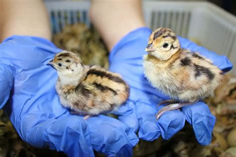 Raising Pheasant Chicks: Ultimate Guide