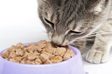 perlengkapan wajib  pemilik kucing life log