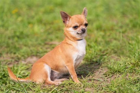 Why The Corgi Chihuahua Mix Is The Ultimate Companion Dog