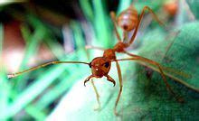 Ant - Wikipedia