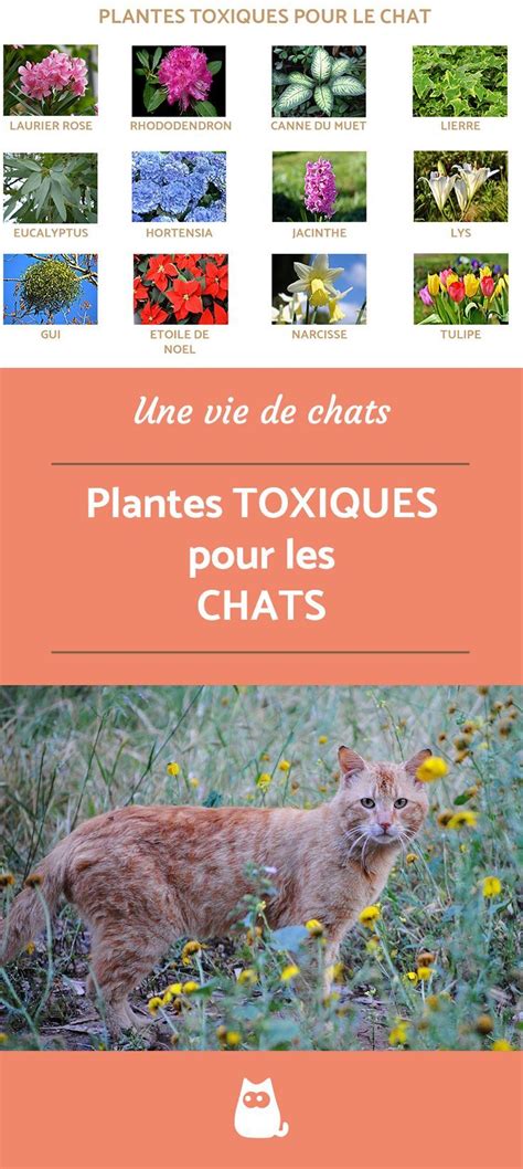 Plantes Toxiques Pour Le Chat GUIDE COMPLET En 2020 Astuces Pour