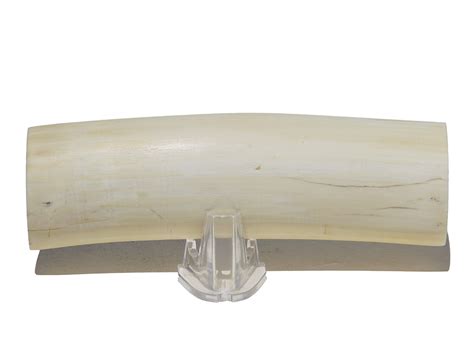 Raw Pre Ban Ivory Scrimshaw Collector