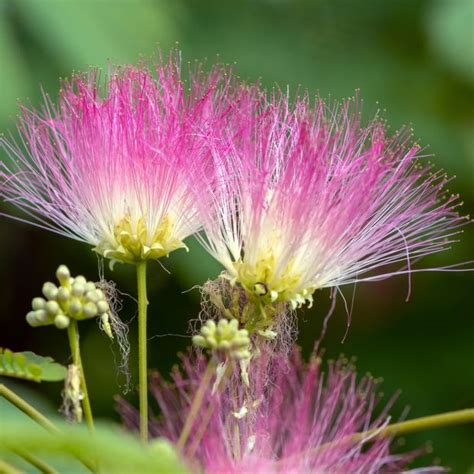 Arbre Soie Ou Albizia Ombrella Le Comptoir Vert