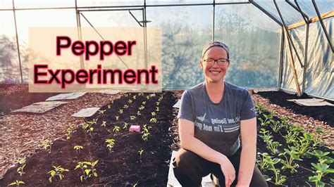 How To Get More Peppers Pepper Experiment Pnw Zone 8b Youtube