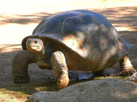 turtle | Species, Classification, & Facts | Britannica.com