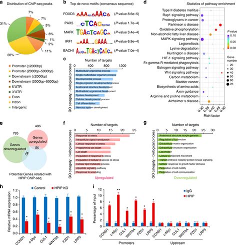 Chromatin Immunoprecipitation Chip Analysis Of Cartilage