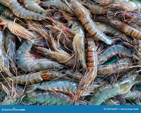 Big Tiger Prawn Penaeus Monodon Pile In Indian Fish Market For Sale