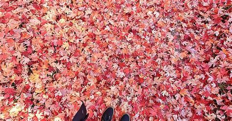 Sugar Maple Trees Are Gorgeous Album On Imgur