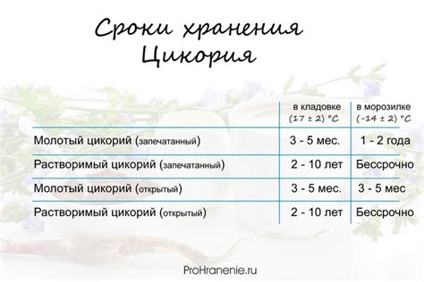 Что такое цикорий. История целебного корня, правила и сроки хранения.
