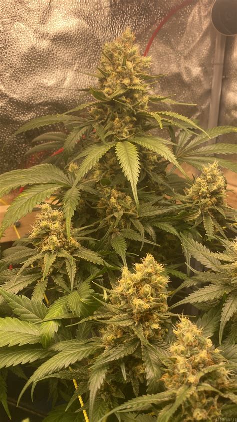 Galer A De Variedades Jack Herer Sensi Seeds Pic