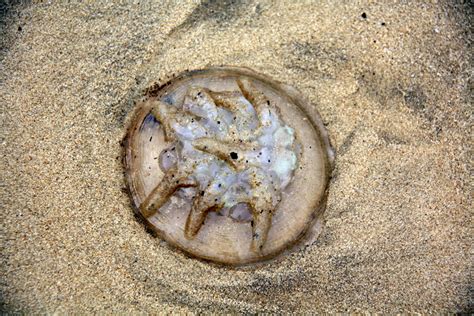 Fossil Csi Comparing A Fossil Jellyfish Found At Solnhofen With