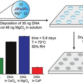 (A) Schematic illustration of the DNA storage process -pure DNA and DNA... | Download Scientific ...