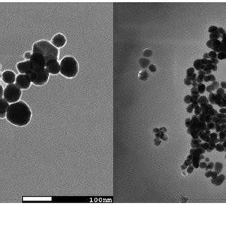 SEM Image Of The Gold Nanoparticles For Sample A A And Sample F B