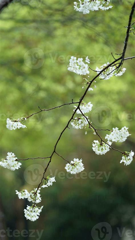 The beautiful flowers blooming in the garden with the rainy droplets in the rainy day 23421454 ...