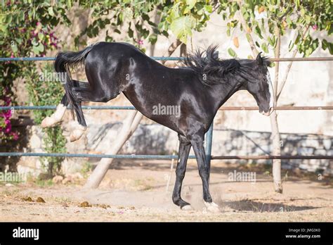 Marwari Horse. Black mare kicking in a paddock. India Stock Photo - Alamy