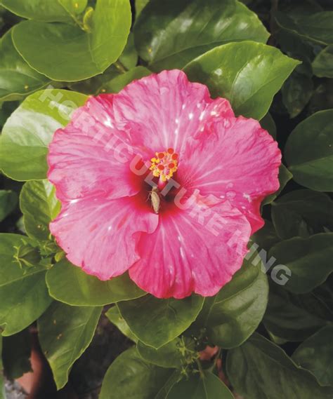 Hibiscus - horticultureking