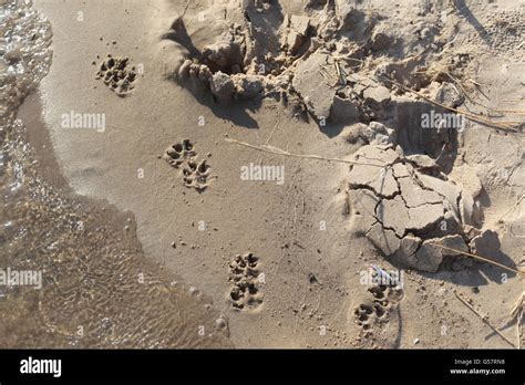 Hund im sand Fotos und Bildmaterial in hoher Auflösung Alamy