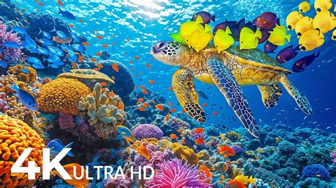 Hours Of K Underwater Wonders Relaxing Music Coral Reefs