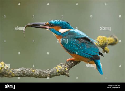 Common Kingfisher European Kingfisher Alcedo Atthis With A