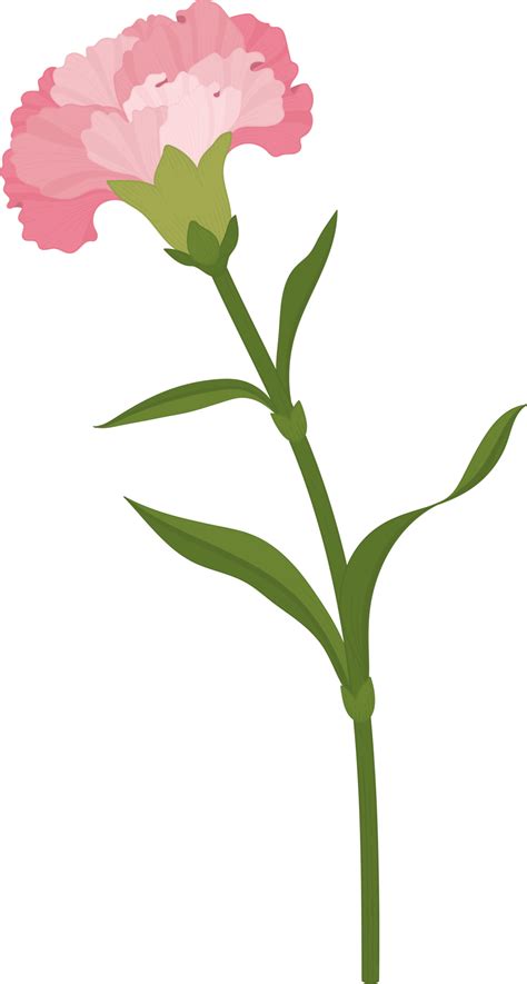 Pink Carnation Flower Hand Drawn Illustration 10171361 PNG