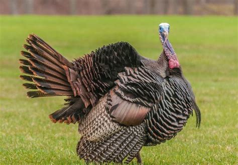 200 Best Turkey Names Unique Names For A Pet Turkey