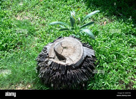 Old Palm Tree Stump In The Garden Stock Photo Alamy