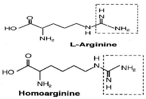 Structural Formula Of L Arginine And L Homoarginine Download