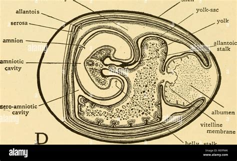 Amniotic Sac Anatomy