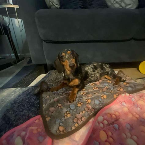 duke from pets 5