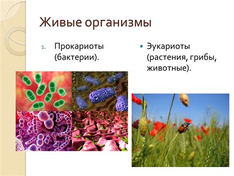 Презентация по биологии на тему "Царство бактерии" для 10 класса