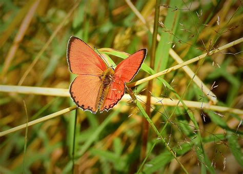 Mariposa Prado Insecto Foto Gratis En Pixabay Pixabay