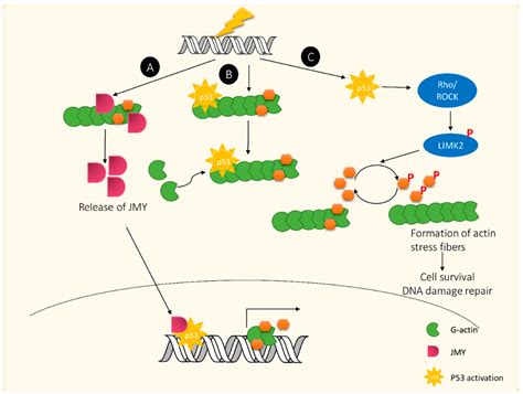 Ijms Free Full Text The Actin Depolymerizing Factor Adfcofilin