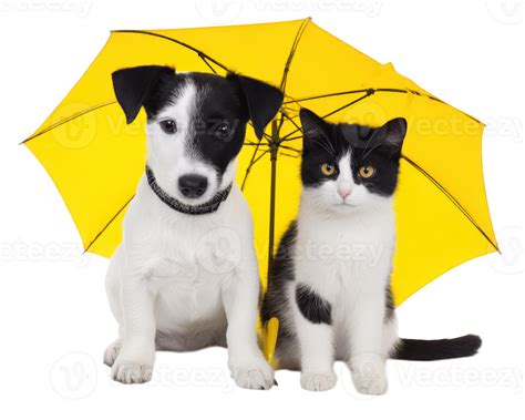 animal friendship 2