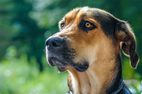 Golden Shepherd: 12 Fun Facts About This Intelligent And Loyal Breed