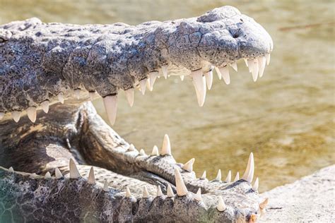 Crocodile sharp teeth · Free Stock Photo