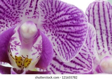 Phalaeno Over Royalty Free Licensable Stock Photos Shutterstock