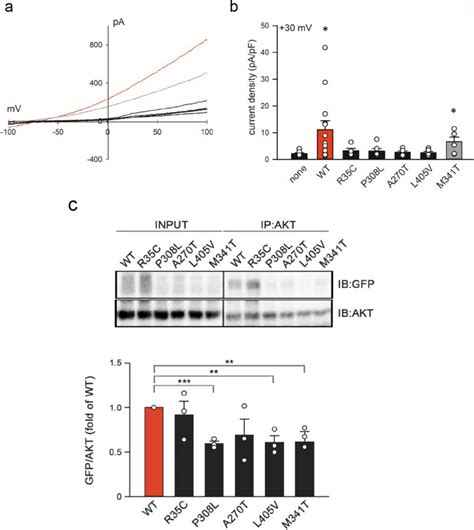 Human Embryonic Kidney Hek Cells Thermo Fisher Bioz