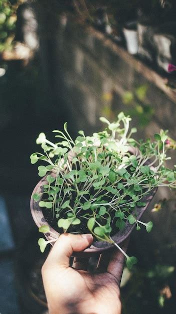 Premium Photo Midsection Of Person Holding Potted Plant