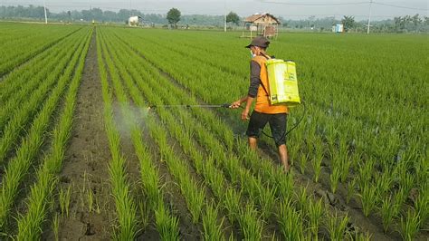 Cara Perawatan Padi Dari Awal Sampai Panen Pandu Farm