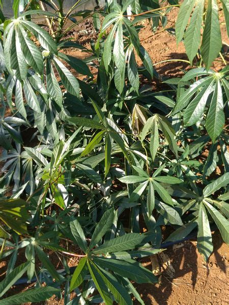 Cassava Manihot Esculenta