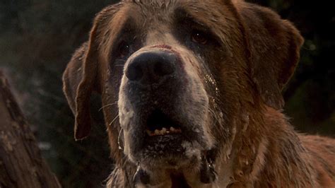 Stephen King Has A Cujo Sequel Coming Next Year, And It's Been Revealed ...