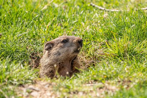 Groundhog Day 2024: Unlocking the Secrets of Punxsutawney Phil's ...