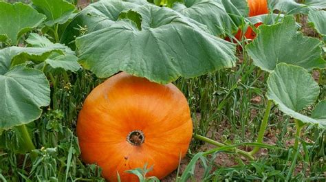 Tout ce que vous ne saviez peut être pas sur la citrouille GARDENA