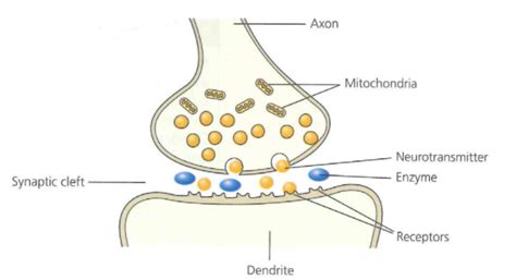 Structure And Function Of A Synapse Diagram Quizlet