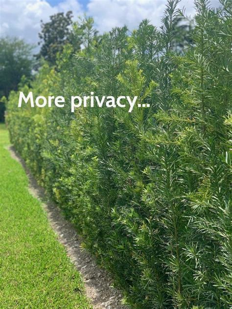 Miami Podocarpus Privacy Hedges Natural Privacy Fences Shrubs For Privacy