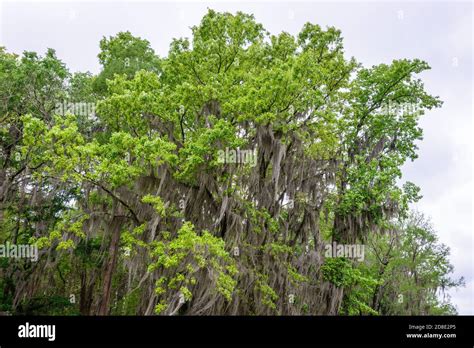 Caddo Lake State Park Stock Photo - Alamy