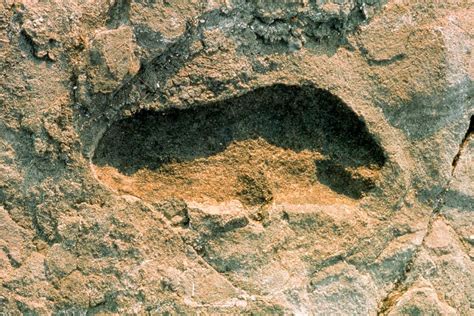 Ancient Footprints Show How Early Human Species Lived Side By Side