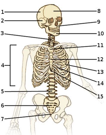 Axial Skeleton Flashcards Quizlet